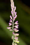 Swamp milkwort